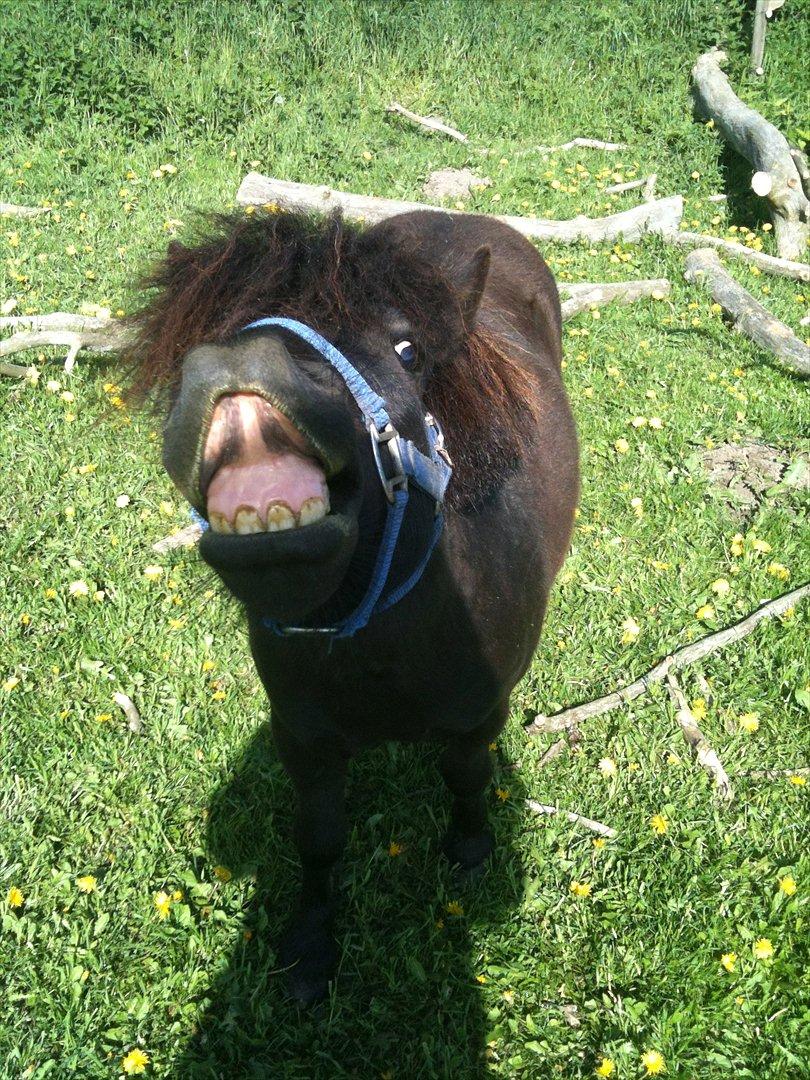 Shetlænder Bølle billede 6