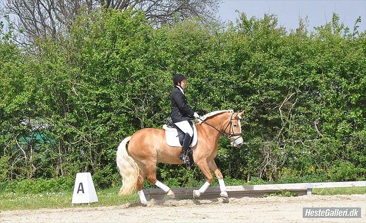 Haflinger Limone billede 2