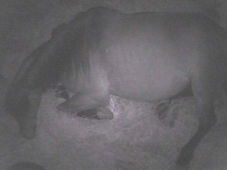 Traver Next Success - træt drægtig hoppe billede 18