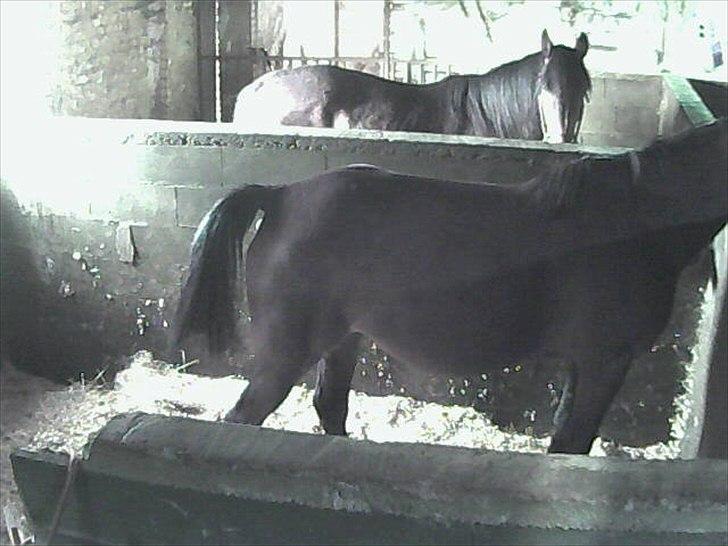 Traver Next Success - sure hoppe billede 20