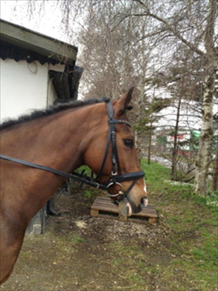 Belgisk Sportspony Filou Van De Delthoeve - Dressur stævne på HIS 2012 - vi fik en 3. plads billede 2