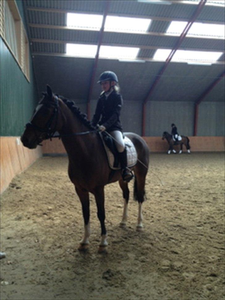 Belgisk Sportspony Filou Van De Delthoeve - I opvarmningen til dressur stævne på HIS billede 3