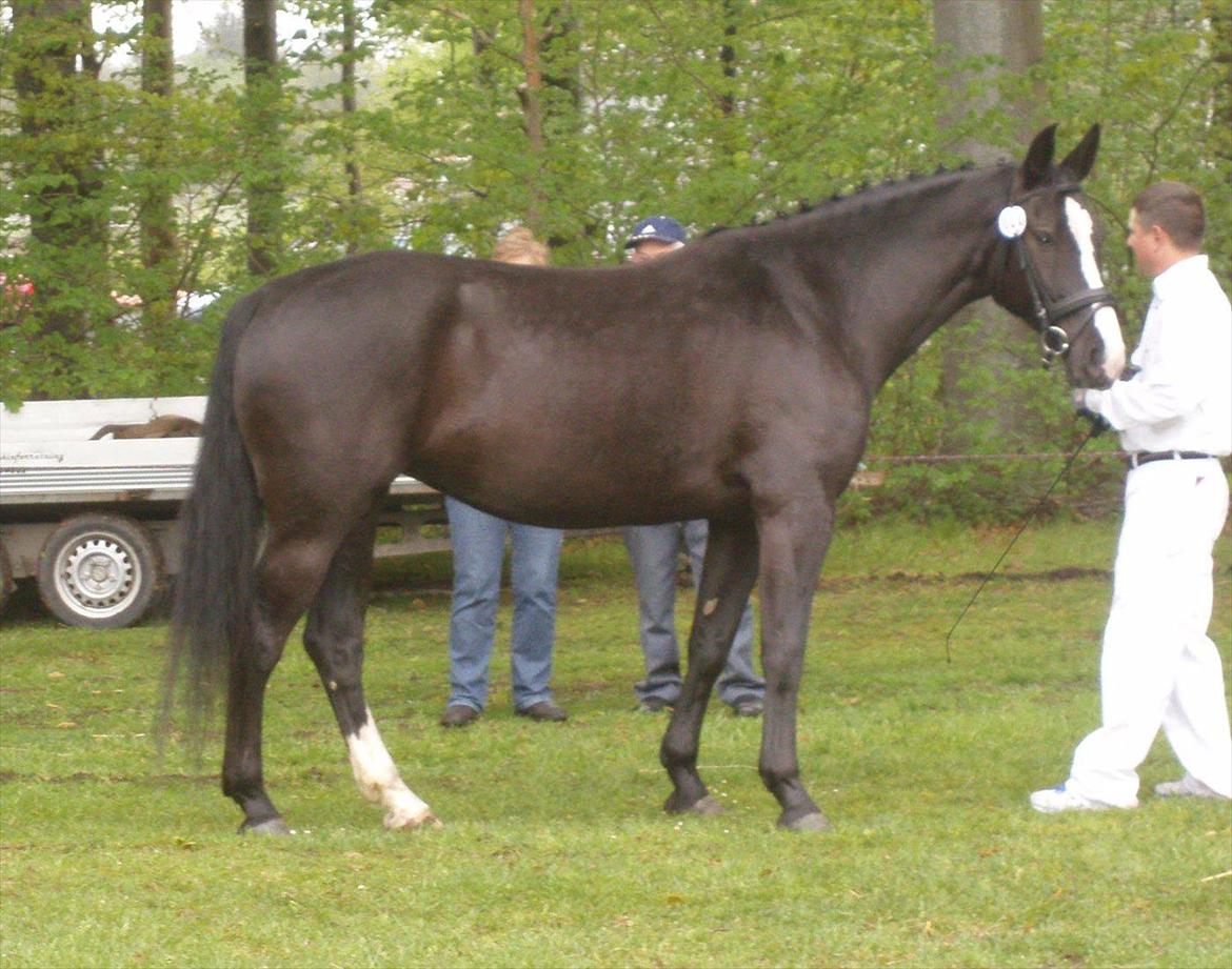 Oldenborg Stald Kock´s Yasmin billede 9