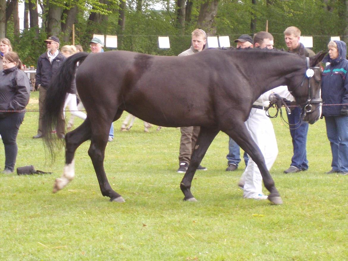 Oldenborg Stald Kock´s Yasmin billede 18