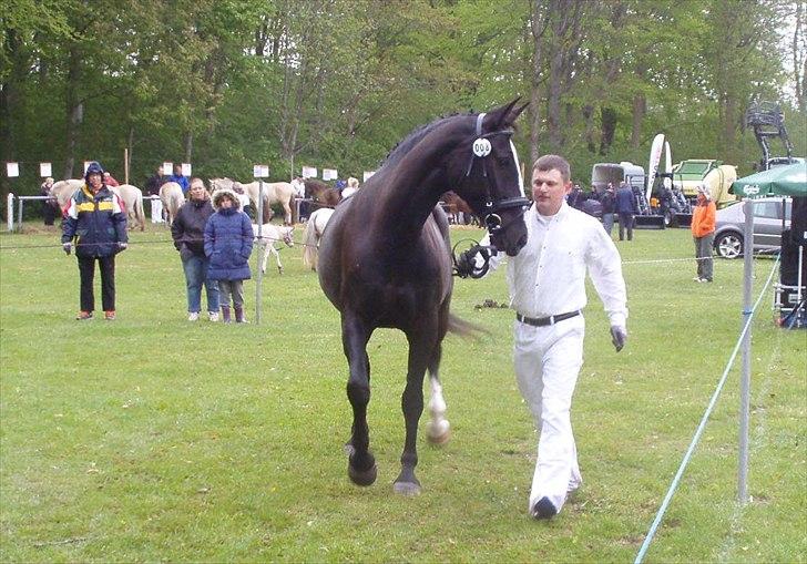 Oldenborg Stald Kock´s Yasmin billede 19