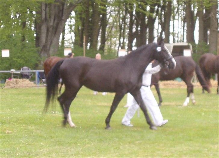 Oldenborg Stald Kock´s Yasmin billede 20