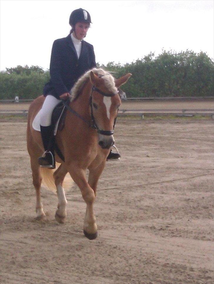 Haflinger Sandy van de Lohöfte (Balder) - Vores første haflinger stævne, og vi kom hjem med en med en rød rosette!<3Min drømme pony<3 billede 2