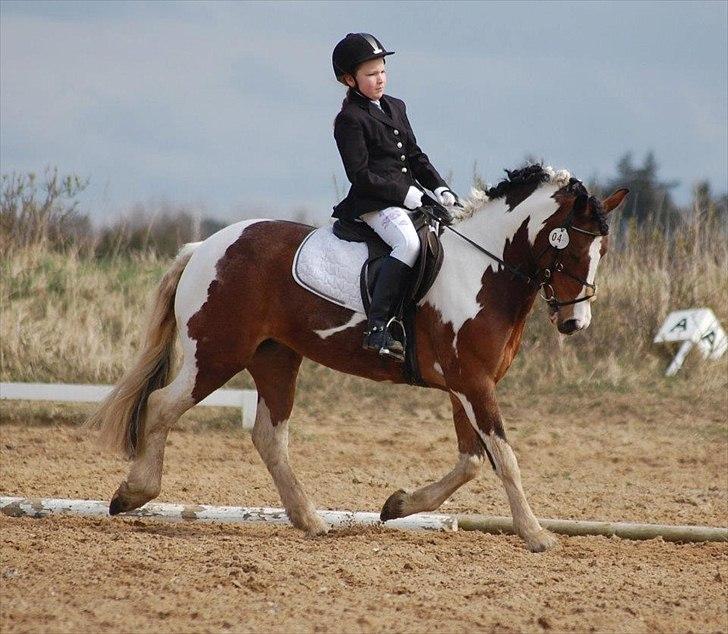 Irish Cob Crossbreed South Lady View<3 billede 8