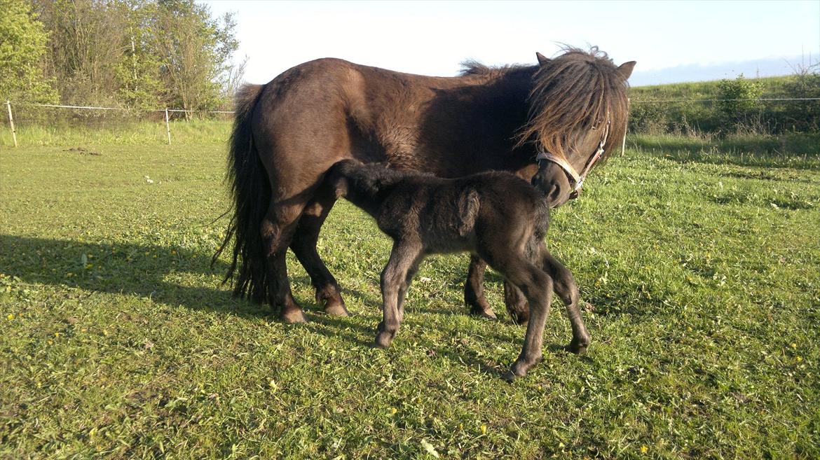 Shetlænder Berwalds Mirror of Erised <3 - Morticia og Erised på fold billede 6