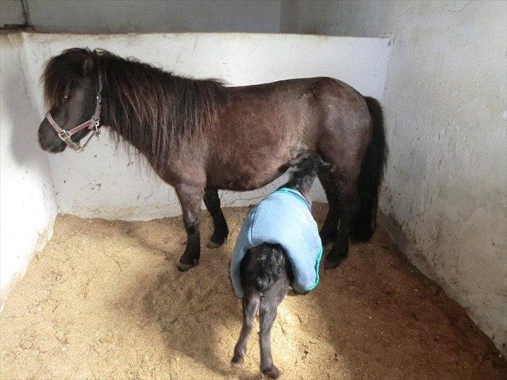 Shetlænder Berwalds Mirror of Erised <3 - Jeg skal altså liiige have en tår mælk billede 10