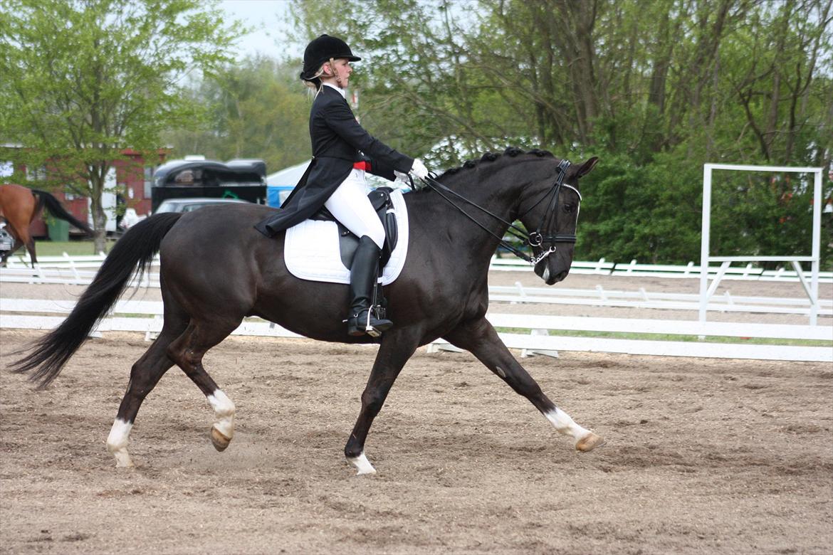 Dansk Varmblod Kastaniegården Charleston billede 15