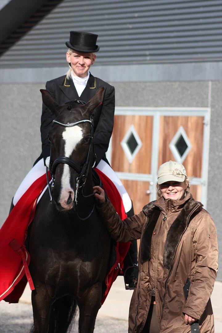 Dansk Varmblod Kastaniegården Charleston billede 16