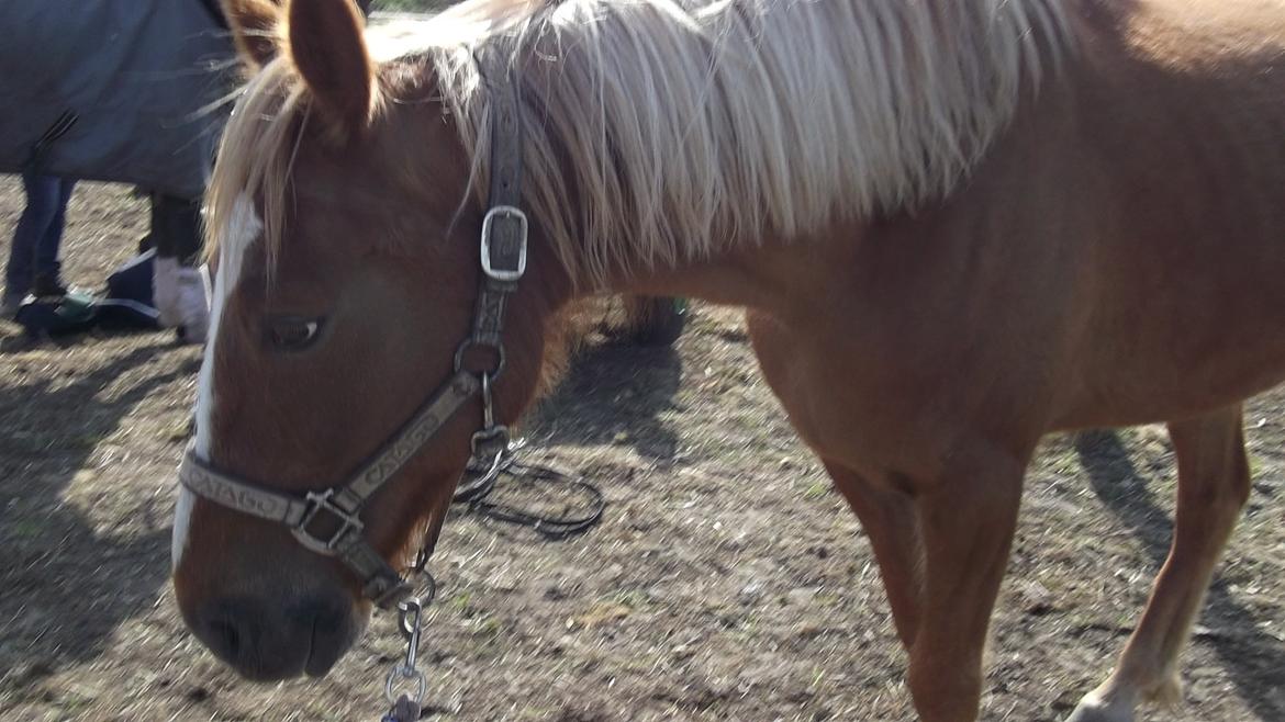 Anden særlig race  Futte skovmosegård:-*<3 ( RIP )  billede 6