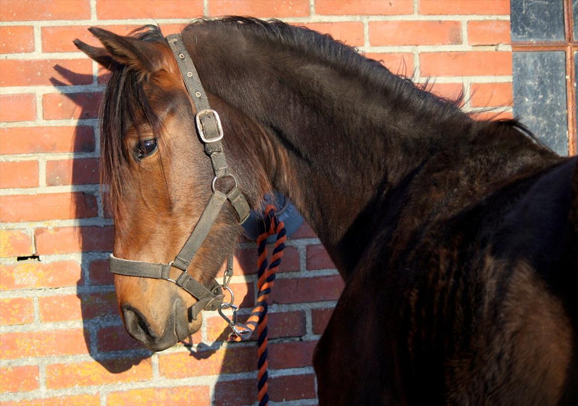 Anden særlig race Wupti - Nyt! Forår 2012 - 2 år billede 17