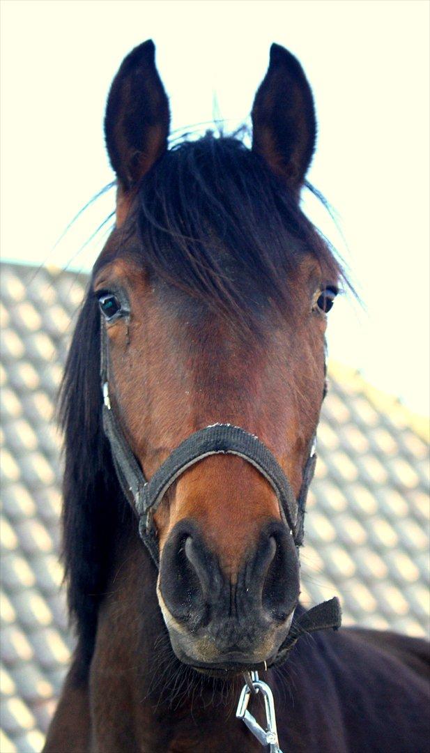 Anden særlig race Wupti - Nyt! Forår 2012 - 2 år billede 18