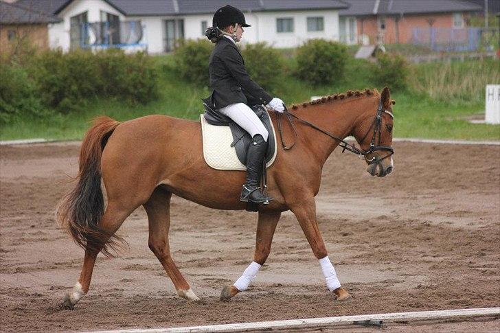 Anden særlig race Lindholms Line<3 RIP:'(:'(<3<3 - Taget af Laura Fly Bay billede 5