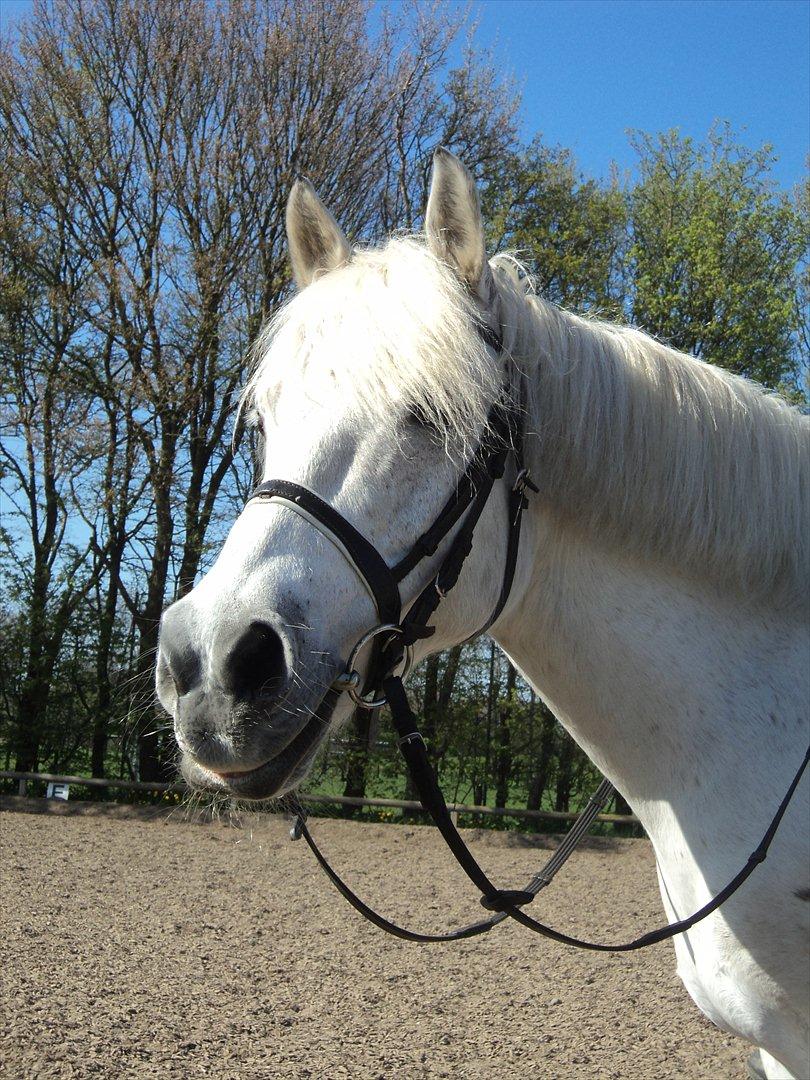 Anden særlig race SAO's Klaus - Über nuttet pony! billede 16