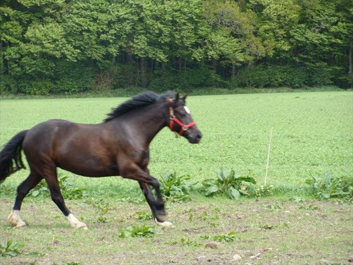 Welsh Cob (sec D) Lesto Havannah Klubmester 2013! billede 14