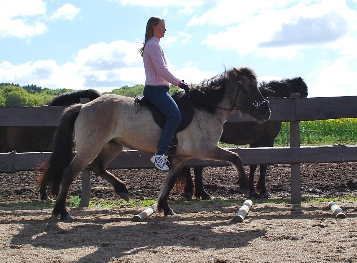 Islænder Sif frá Skarholt - Trav over bomme 13/5-12 billede 2