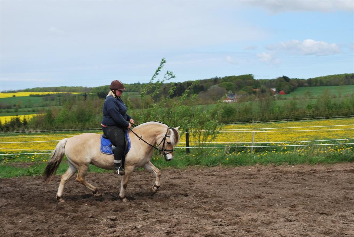 Fjordhest Sille'piien :D <33 solgt  - Elsker dig pruhest <3 billede 7