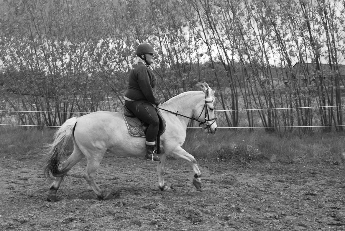 Fjordhest Sille'piien :D <33 solgt  - sille og jeg trænede dressur,  billede 3