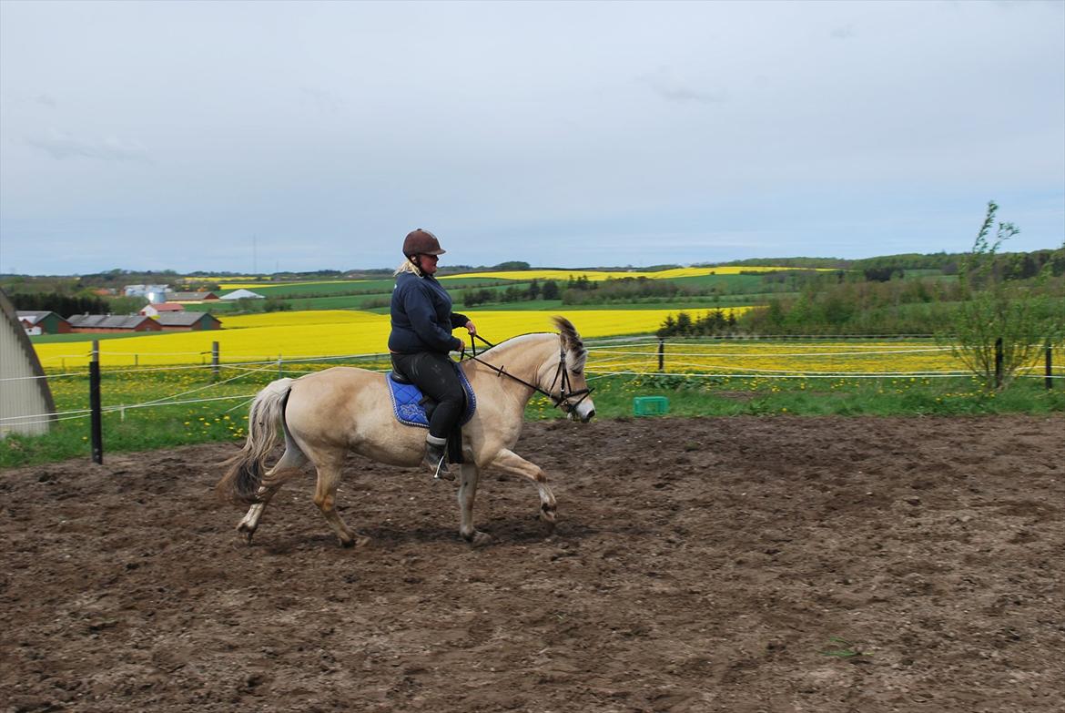 Fjordhest Sille'piien :D <33 solgt  billede 8