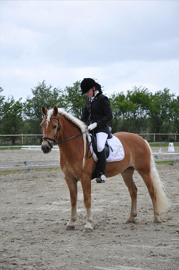 Haflinger WELTENSTOLZ - SJM for haflinger. Foto: Jette S. Lund billede 17