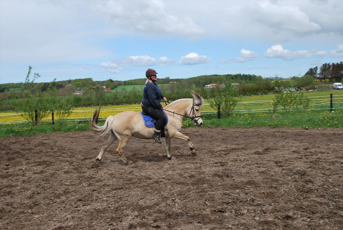 Fjordhest Sille'piien :D <33 solgt  billede 9