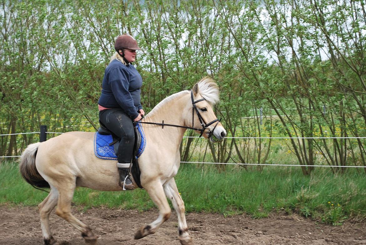 Fjordhest Sille'piien :D <33 solgt  billede 10