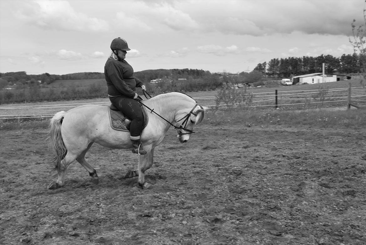 Fjordhest Sille'piien :D <33 solgt  billede 11