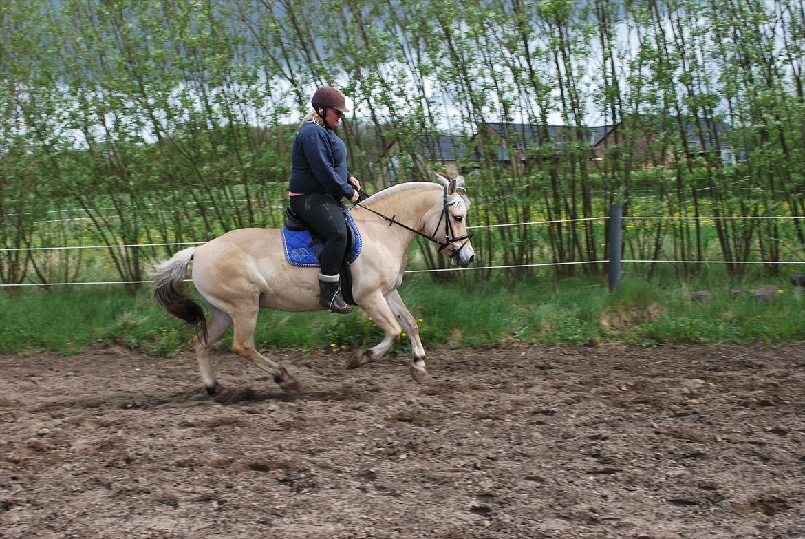 Fjordhest Sille'piien :D <33 solgt  billede 12