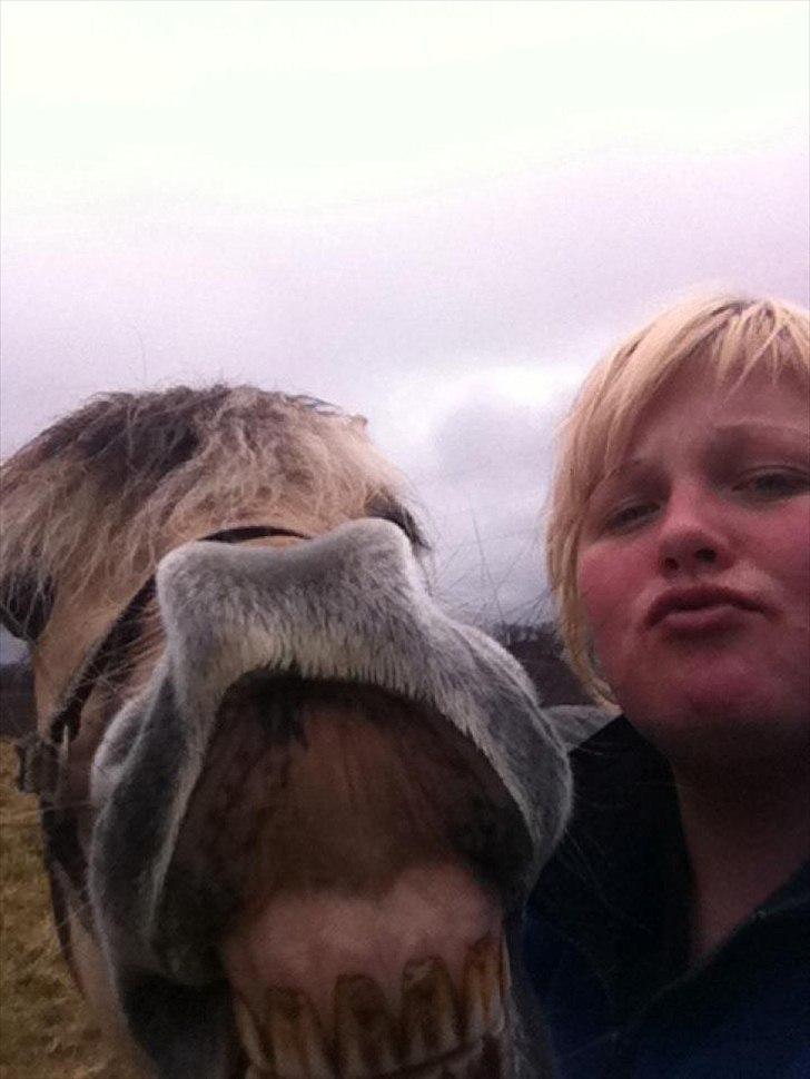 Fjordhest Sille'piien :D <33 solgt  billede 2