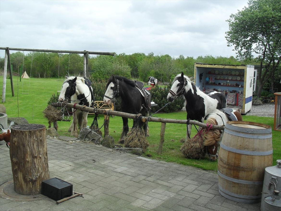 Irish Cob Næbbet´s Baldrian - Cowboy fest :) billede 16