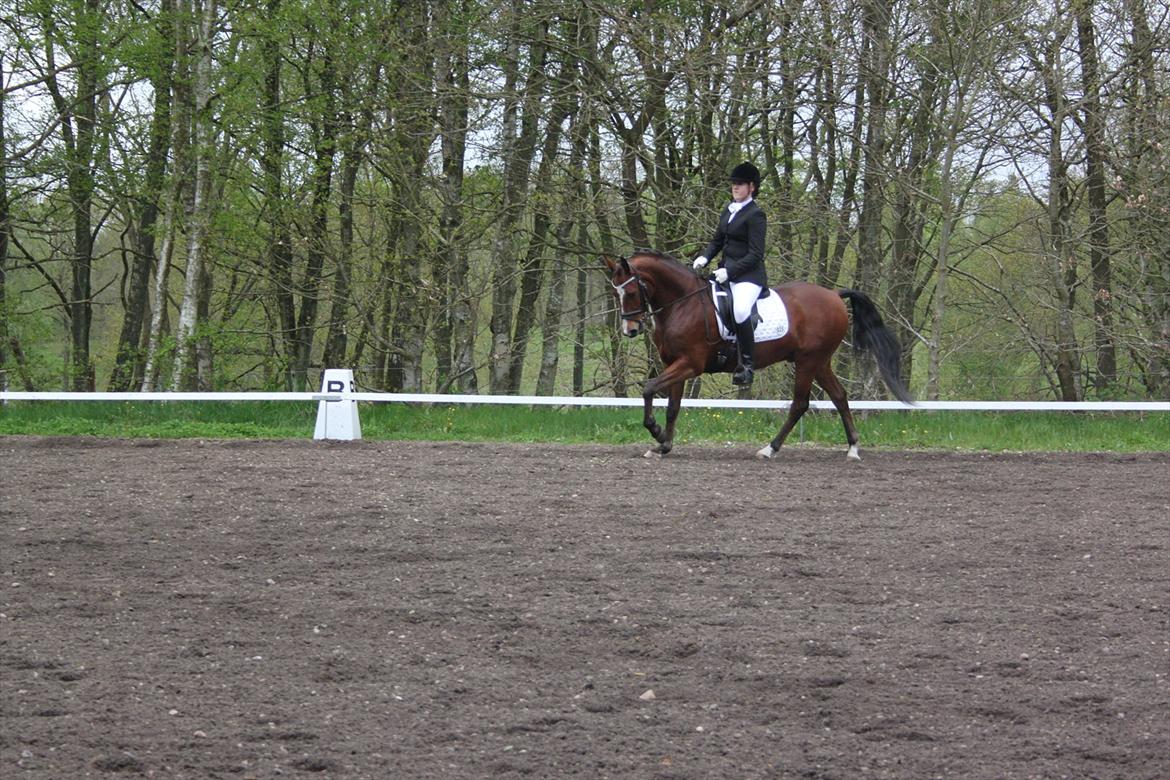 DSP Fontaine billede 7