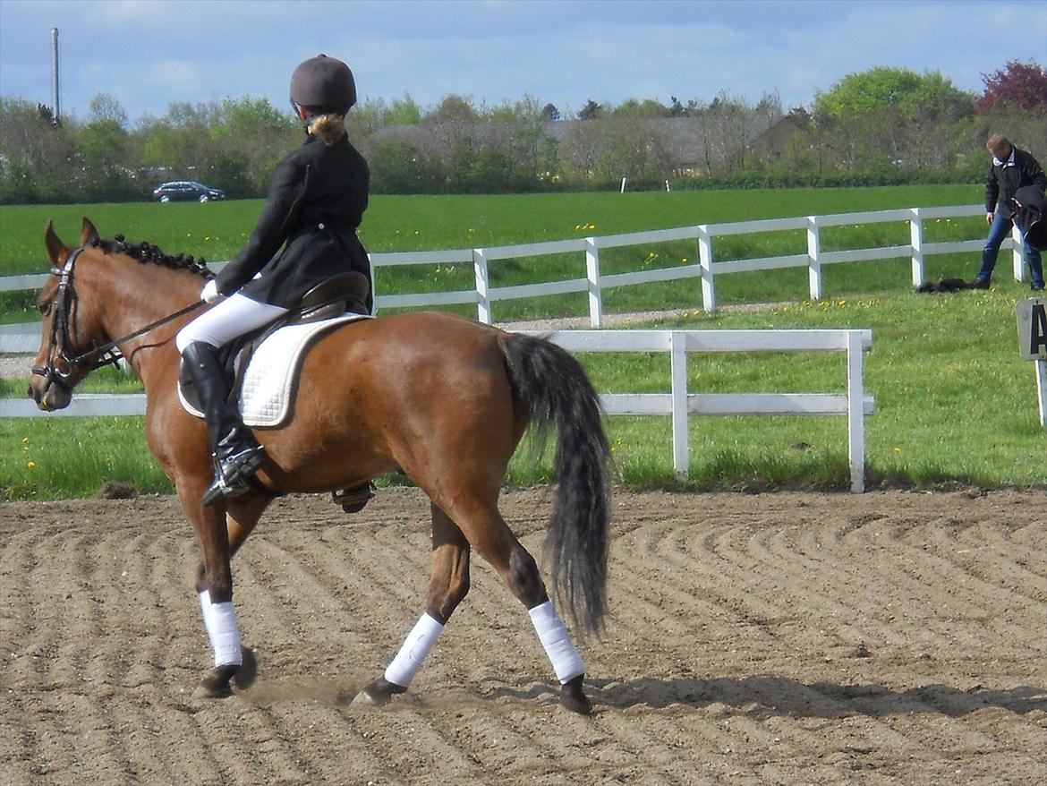 Anden særlig race Prins billede 14