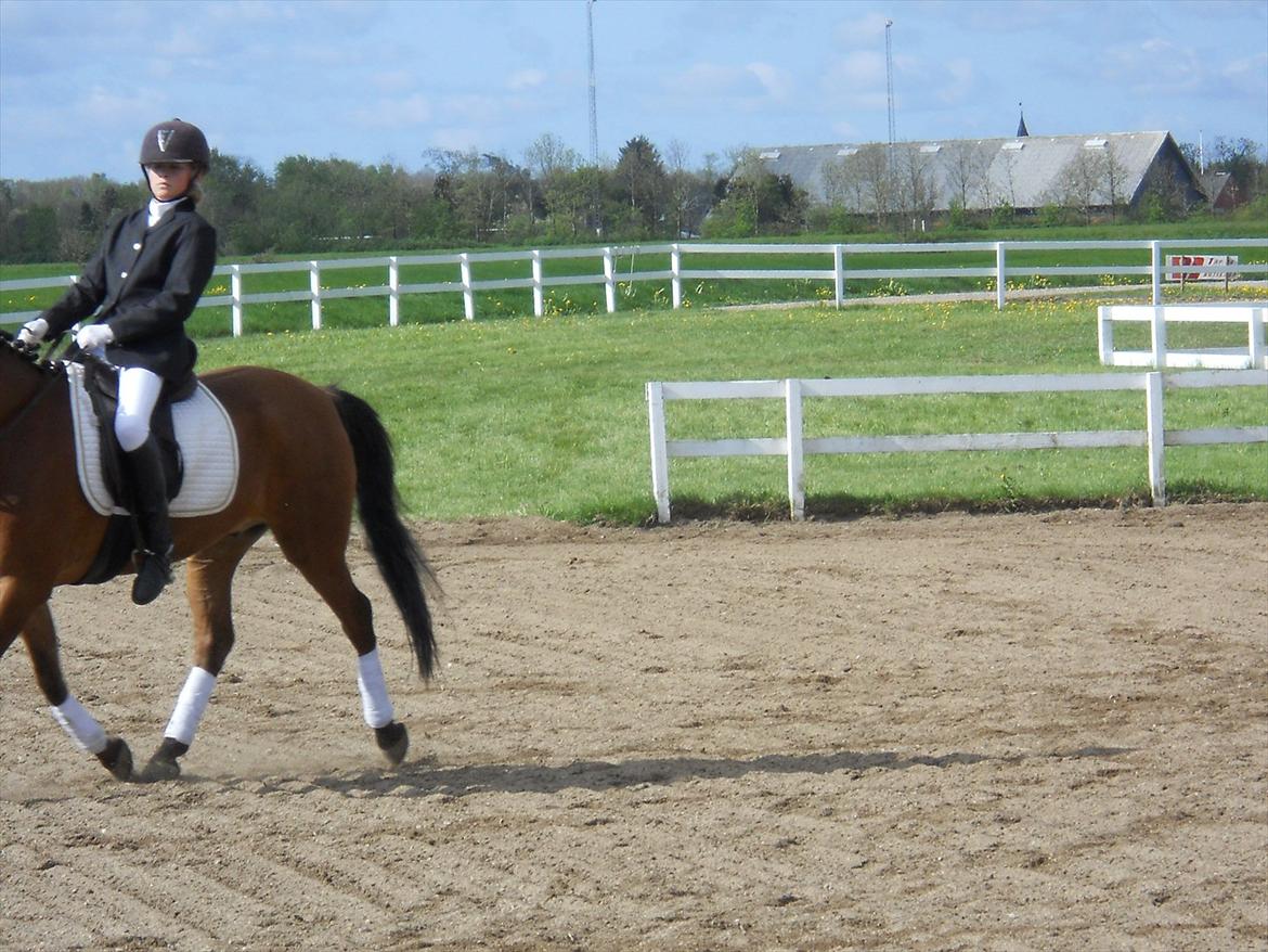 Anden særlig race Prins billede 15