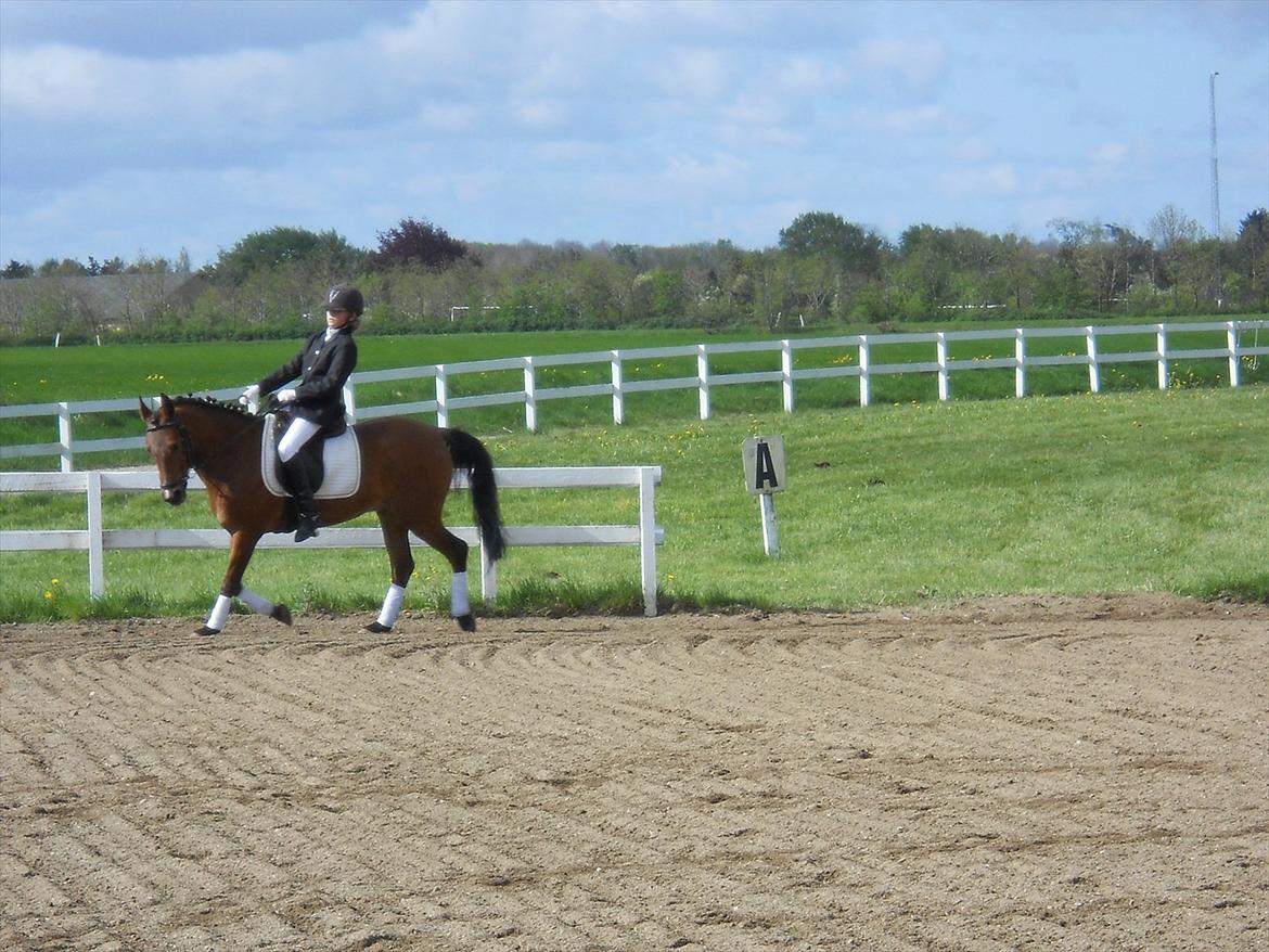 Anden særlig race Prins billede 17