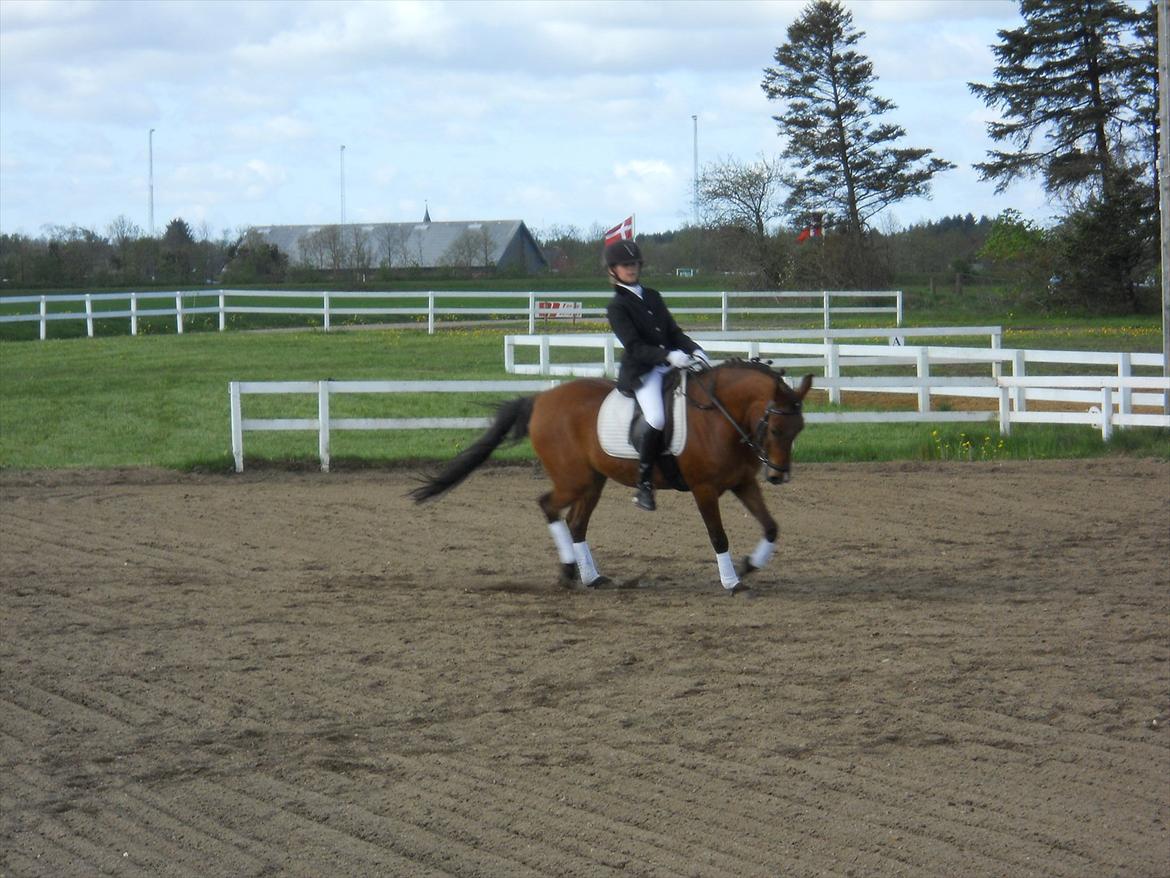 Anden særlig race Prins billede 18