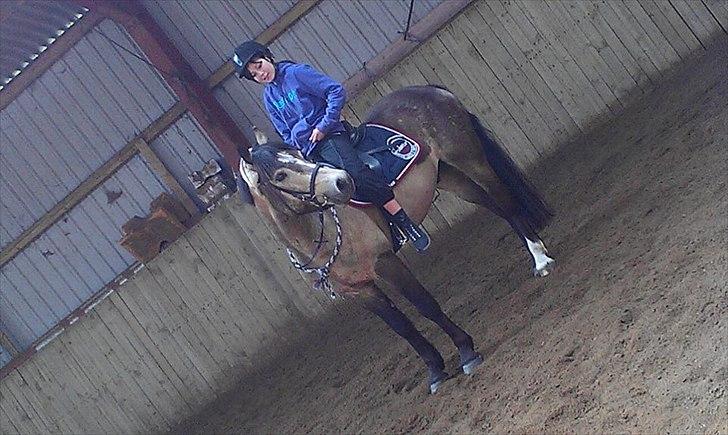 Connemara Ac-Seje Charlie af Engvang *..Bassemand..* - Regardless of how black it looks so never give up <3

Foto: Marcella A. billede 5