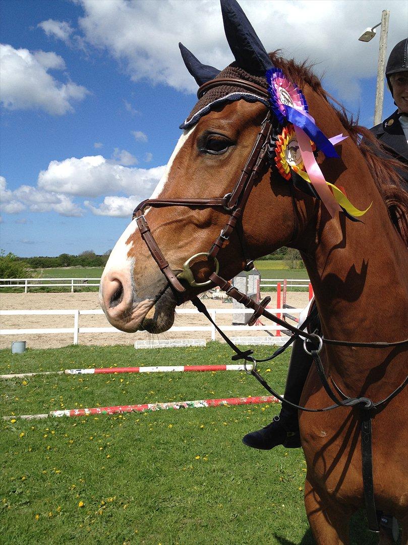 Dansk Varmblod Birkemosegaards Toronto - Springstævne 13 maj 2012 billede 8