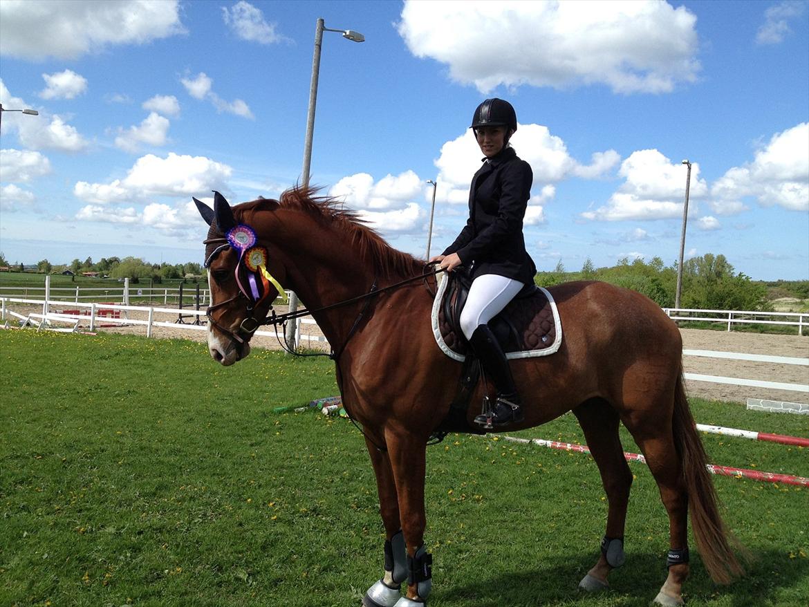 Dansk Varmblod Birkemosegaards Toronto - springstævne 13 maj 2012. billede 7