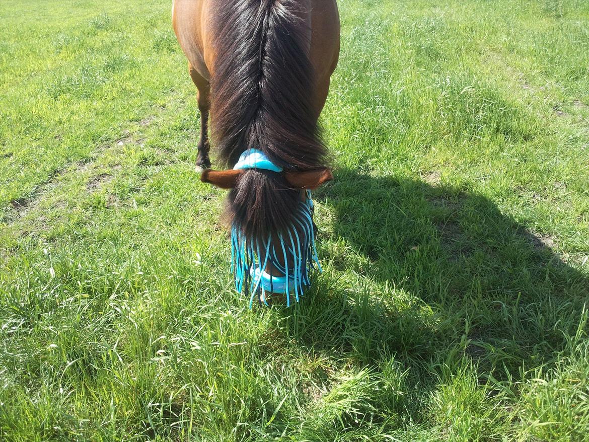 Anden særlig race Björk  - Björk har lige fået hendes nye grime og fluenet på :) billede 3