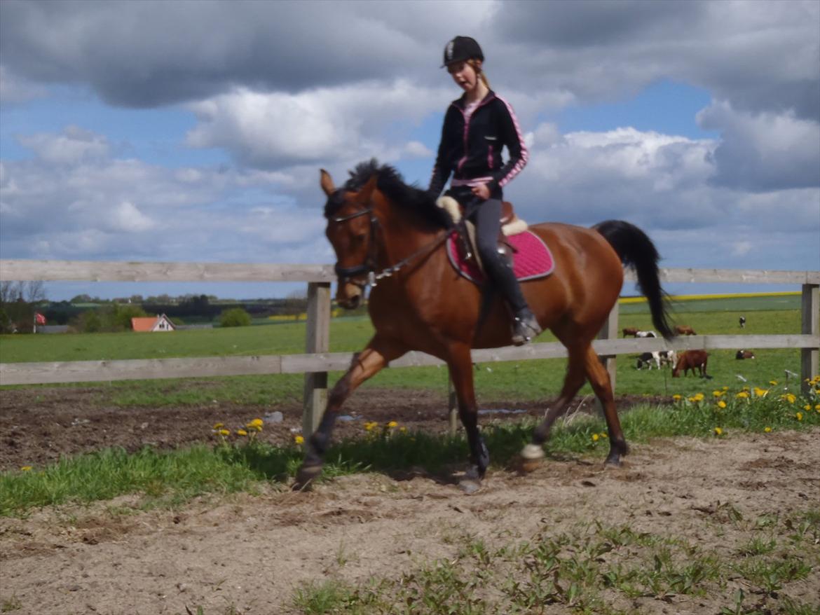 Anden særlig race Maisy billede 18