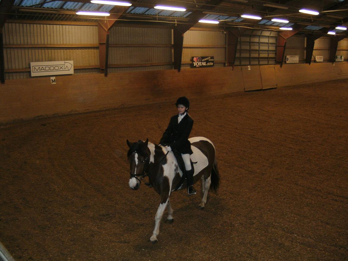 Anden særlig race Mille (Pensioneret) - „Hvis du bad mig råbe ud til hele verden at jeg elsker dig, så ville jeg bare hviske det i dit øre, for du er hele min verden..“ billede 1