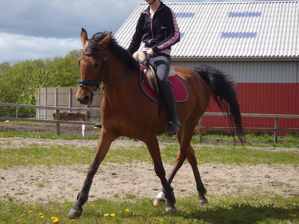 Anden særlig race Maisy - Dressur hjemme billede 13