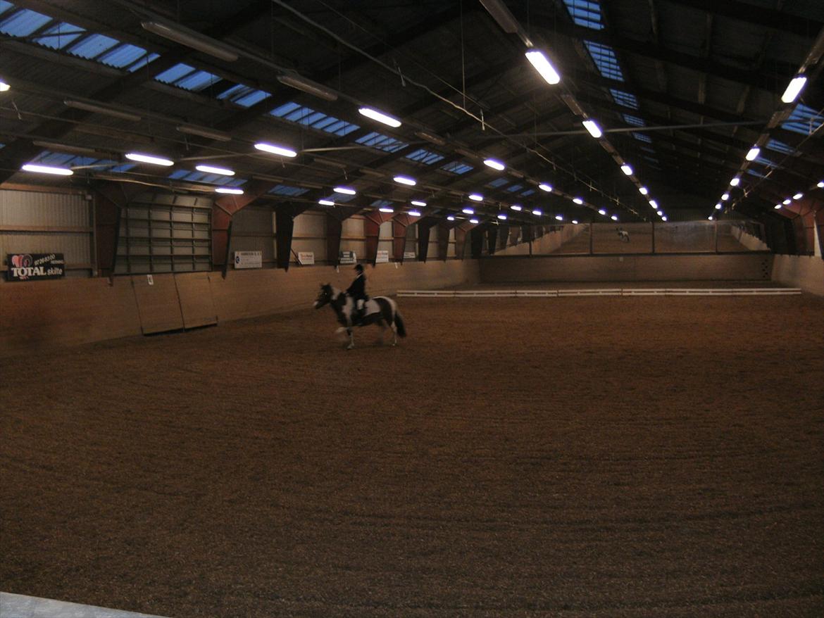 Anden særlig race Mille (Pensioneret) - Dine drømme bliver først håbløse den dag du opgiver at følge dem billede 13