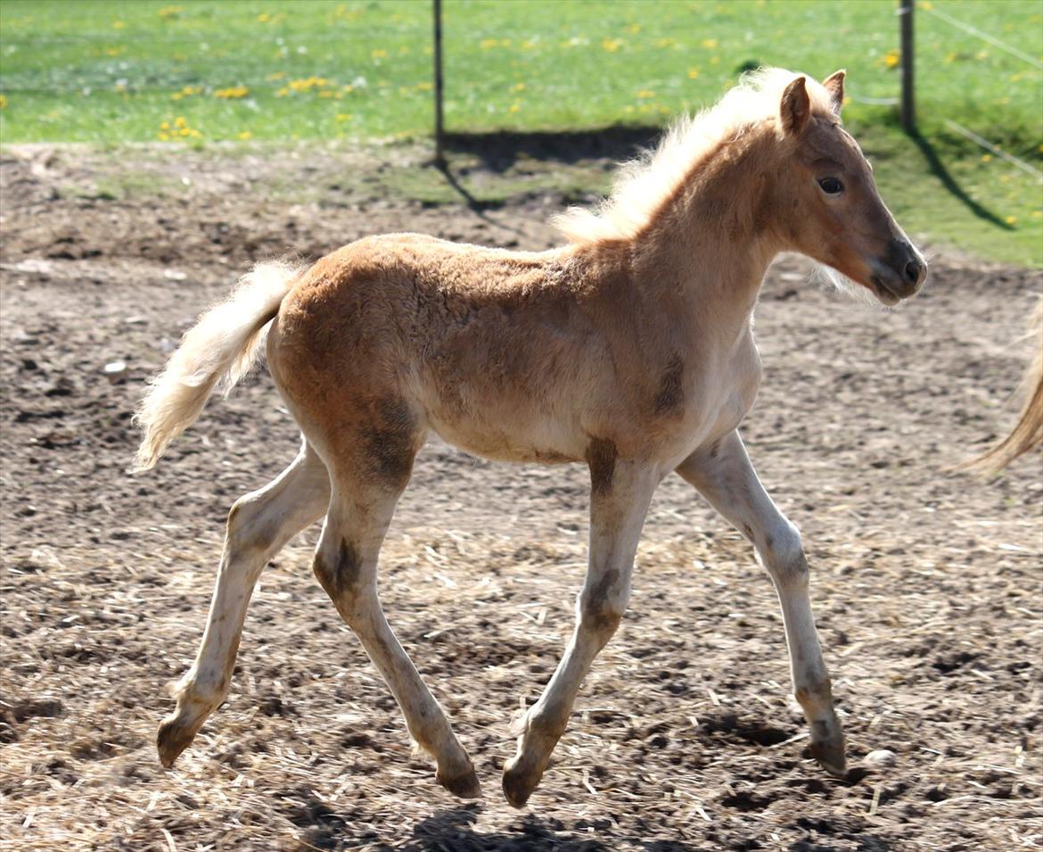 Tyroler Haflinger Winchester af Hestehaven billede 17