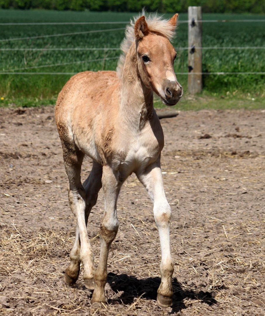 Tyroler Haflinger Winchester af Hestehaven billede 18