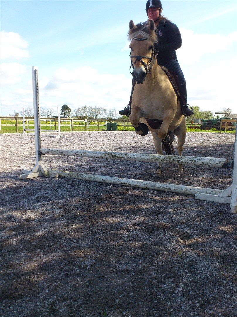 Fjordhest felix R.I.P - Felix og mig springer for første gang :D <3 billede 14