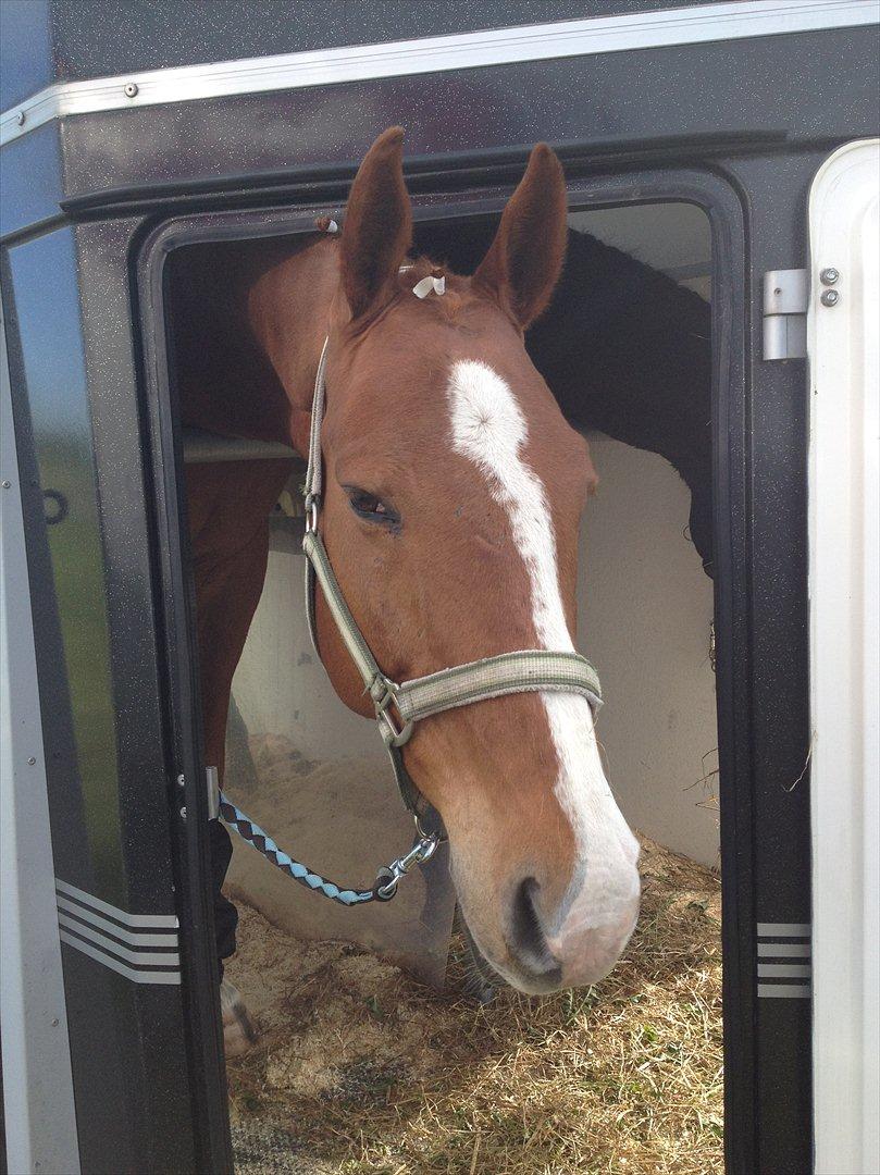 Dansk Varmblod Victor - Viggo i trailerne til stævne:-)<3.

Forår 2012.

Foto: IKJ © billede 15